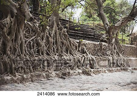 Exposed roots of fig tree, Baths of Emperor Fasilidas; Gondar, Amhara region, Ethiopia View Large Photo Image Stock Photograph - Exposed roots of fig tree, Baths of Emperor Fasilidas; Gondar, Amhara region, Ethiopia. Fotosearch