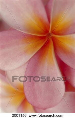 Extreme Close-Up, Center Pink Plumeria Flower With Orange Yellow Detail View Large Photo Image Stock Photograph - Extreme Close-Up, Center Pink Plumeria Flower With Orange Yellow Detail. Fotosearch