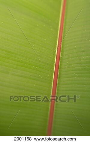 Stock Photo - Extreme Close-Up Detail Of Banana Leaf, Green With Red Stem, Vein Texture. Fotosearch