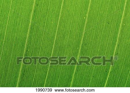 Extreme Close-Up Detail Of Leaf Veins. View Large Photo Image Stock Photo - Extreme Close-Up Detail Of Leaf Veins.. Fotosearch
