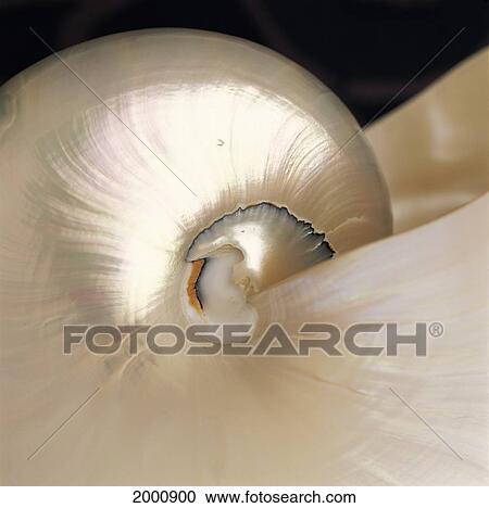 Stock Image - Extreme Close-Up Nautilus Shell Iridescent Color Texture Shiny. Fotosearch