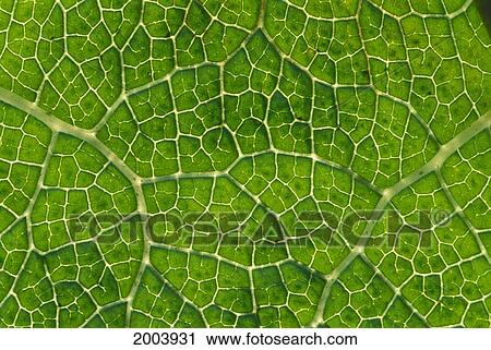 Extreme Close-Up Network Of Leaf Veins, Prickly Rhubarb (Gunnera Chilensis) Native To South America, Texture Green Yellow View Large Photo Image Stock Image - Extreme Close-Up Network Of Leaf Veins, Prickly Rhubarb (Gunnera Chilensis) Native To South America, Texture Green Yellow. Fotosearch
