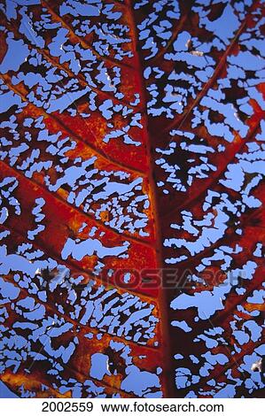 Extreme Close-Up Of A Desiccated Red Kamani Tree Leaf View Large Photo Image Stock Photo - Extreme Close-Up Of A Desiccated Red Kamani Tree Leaf. Fotosearch