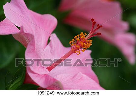 Extreme Close-Up Of A Pink Hibiscus View Large Photo Image Stock Photo - Extreme Close-Up Of A Pink Hibiscus. Fotosearch