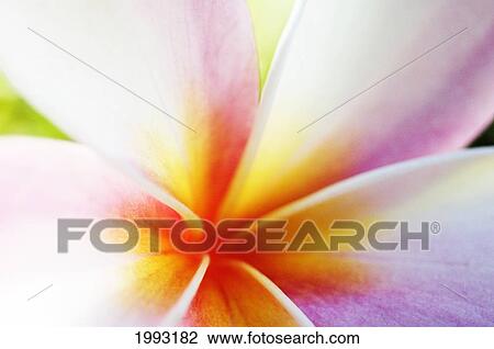 Stock Image - Extreme Close-Up Of A Plumeria Blossom, Pink, White And Yellow. Fotosearch