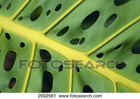 Extreme Close-Up Of An Ape Plant, Symmetrical Holes View Large Photo Image Stock Image - Extreme Close-Up Of An Ape Plant, Symmetrical Holes. Fotosearch