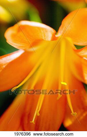 Stock Photograph - Extreme Close-Up Of Bright Orange Day Lily.. Fotosearch