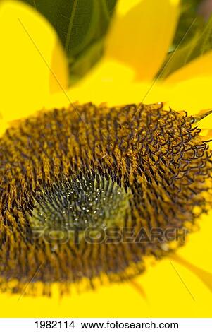 Extreme close-up of bright yellow flower with a brown center View Large Photo Image Picture - Extreme close-up of bright yellow flower with a brown center. Fotosearch