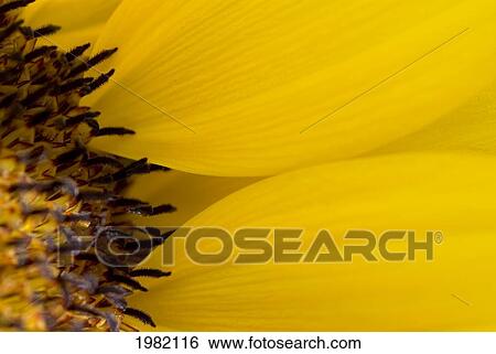 Stock Photograph - Extreme close-up of bright yellow flower with a brown center. Fotosearch