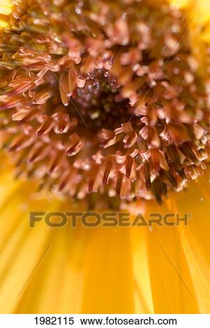 Stock Photography - Extreme close-up of bright yellow flower with a brown center. Fotosearch