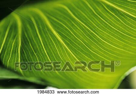 Stock Image - Extreme Close-Up Of Calla Lily Leaf.. Fotosearch