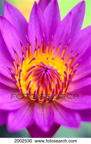 Stock Image - Extreme Close-Up Of Center Of Pink Water Lily Flower, Yellow Center. Fotosearch