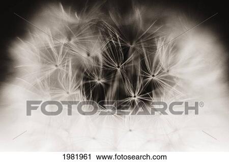 Stock Image - Extreme close-up of dandelion seeds on stem (black and white photograph).. Fotosearch