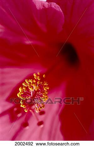 Extreme Close-Up Of Dark Pink Hibiscus Flower With Yellow Pollen On Stamen View Large Photo Image Stock Image - Extreme Close-Up Of Dark Pink Hibiscus Flower With Yellow Pollen On Stamen. Fotosearch