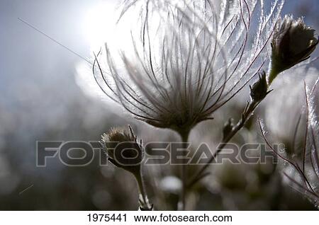 Extreme Close-Up Of Fuzzy White Flower View Large Photo Image Stock Image - Extreme Close-Up Of Fuzzy White Flower. Fotosearch