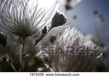 Extreme Close-Up Of Fuzzy White Flower View Large Photo Image Stock Photo - Extreme Close-Up Of Fuzzy White Flower. Fotosearch