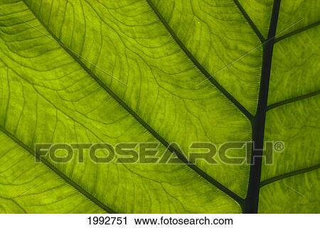 Stock Image - Extreme Close-Up Of Green Leaf, Main Stem With Veins Running Through.. Fotosearch