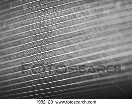 Stock Photo - Extreme close-up of leaf texture and veins (black and white photograph). Fotosearch