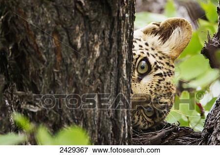 Stock Photo - Extreme close up of leopard in tree laying sideways Gomo Gomo game lodge; South Africa. Fotosearch