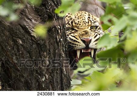Extreme close up of leopard warning to stay away at Gomo Gomo Game Lodge; South Africa View Large Photo Image Stock Image - Extreme close up of leopard warning to stay away at Gomo Gomo Game Lodge; South Africa. Fotosearch