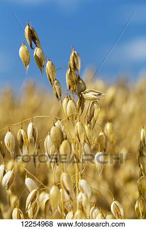 Stock Photo - Extreme close up of oats with blue sky; Alberta, Canada. Fotosearch