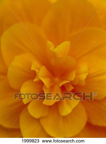 Extreme Close-Up Of Orange Begonia Blossom, Soft Focus C1660 View Large Photo Image Stock Image - Extreme Close-Up Of Orange Begonia Blossom, Soft Focus C1660. Fotosearch