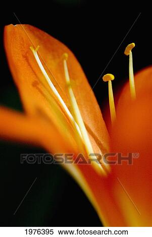 Stock Photography - Extreme Close-Up Of Orange Day Lily Petals.. Fotosearch