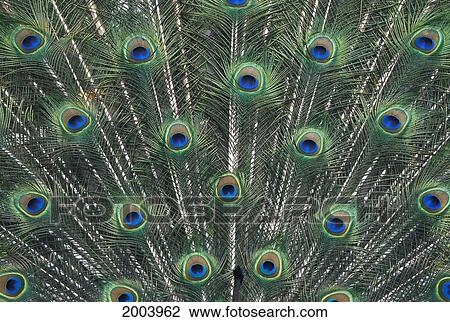 Stock Image - Extreme Close-Up Of Peacock Tail Feathers. Fotosearch
