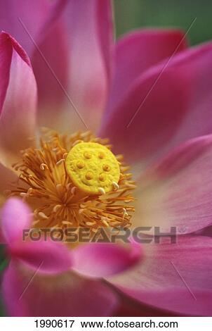 Stock Photo - Extreme Close-Up Of Pink And White Lotus Blossom With Yellow Center. Fotosearch