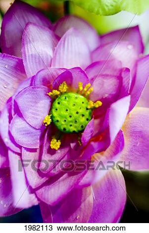Stock Image - Extreme close-up of pink lotus blossom with a green center. Fotosearch