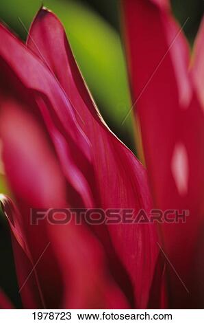 Stock Image - Extreme Close-Up Of Red Torch Ginger Leaves.. Fotosearch