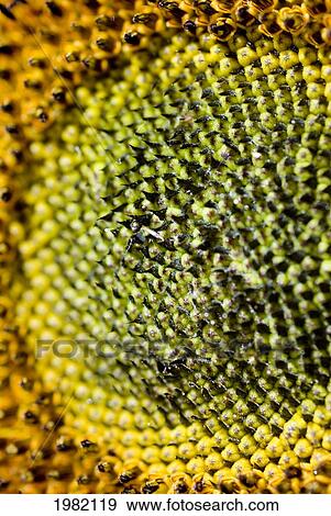 Extreme close-up of the center of a flower View Large Photo Image Stock Photo - Extreme close-up of the center of a flower. Fotosearch
