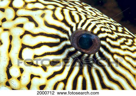 Extreme Close-Up Of The Eye Of A Map Pufferfish View Large Photo Image Stock Image - Extreme Close-Up Of The Eye Of A Map Pufferfish. Fotosearch