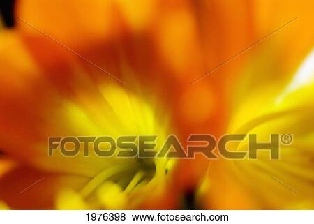Stock Photo - Extreme Close-Up Of Two Orange Day Lilies.. Fotosearch