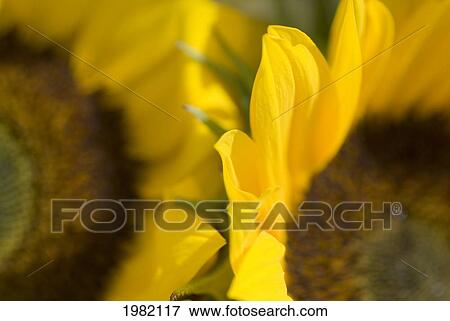 Stock Photo - Extreme close-up of two yellow Sunflowers with a brown centers. Fotosearch