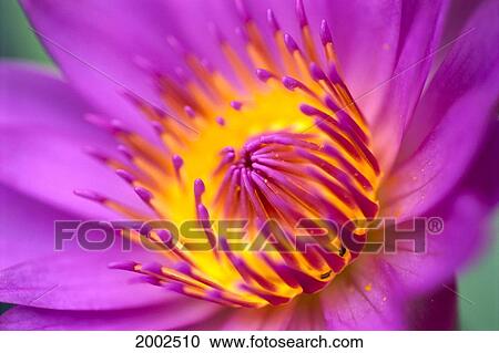 Extreme Close-Up Of Water Lily, Bright Pink With Yellow Center, Soft Focus View Large Photo Image Stock Image - Extreme Close-Up Of Water Lily, Bright Pink With Yellow Center, Soft Focus. Fotosearch