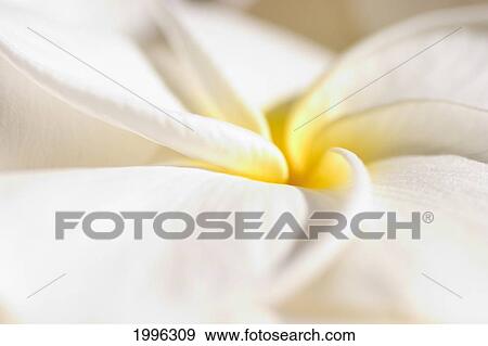 Stock Photo - Extreme Close-Up Of White And Yellow Plumeria Flower From Side View. Fotosearch