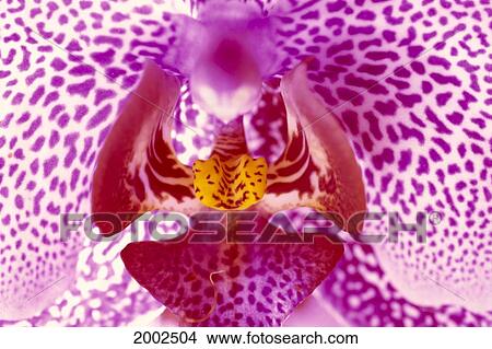 Picture - Extreme Close-Up Of White Orchid Speckled With Purple, Yellow Design In Center. Fotosearch