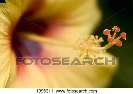 Stock Image - Extreme Close-Up Of Yellow And Red Hibiscus Flower With Stamen. Fotosearch