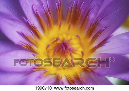 Stock Image - Extreme Close-Up Purple Water Lily Blossom With Yellow Center Detail, Soft Focus. Fotosearch