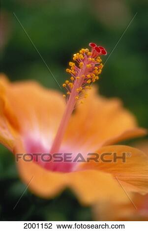Extreme Close-Up Selective Focus Hybrid Orange Hibiscus Flower Stamen And Pollen View Large Photo Image Stock Image - Extreme Close-Up Selective Focus Hybrid Orange Hibiscus Flower Stamen And Pollen. Fotosearch