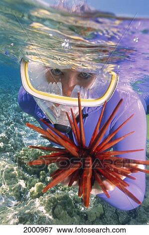 Extreme Close-Up Woman Snorkeler At Surface Holding Pencil Sea Urchin Hand Reflections View Large Photo Image Stock Photo - Extreme Close-Up Woman Snorkeler At Surface Holding Pencil Sea Urchin Hand Reflections. Fotosearch