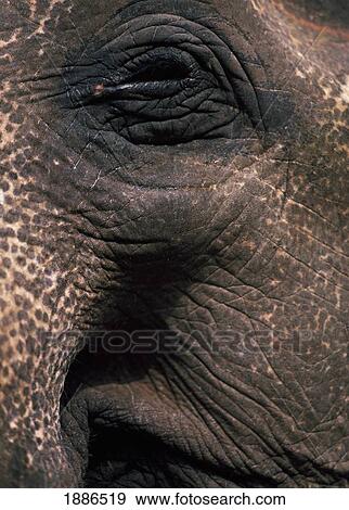 Eye Of An Elephant, Close Up View Large Photo Image Stock Photo - Eye Of An Elephant, Close Up. Fotosearch