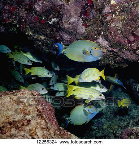 Eyestripe Surgeonfish (Acanthurus dussumieri) and Bluestripe Snappers (Lutjanus kasmira) in a lava tube; Kona, Island of Hawaii, Hawaii, United States of America View Large Photo Image Picture - Eyestripe Surgeonfish (Acanthurus dussumieri) and Bluestripe Snappers (Lutjanus kasmira) in a lava tube; Kona, Island of Hawaii, Hawaii, United States of America. Fotosearch