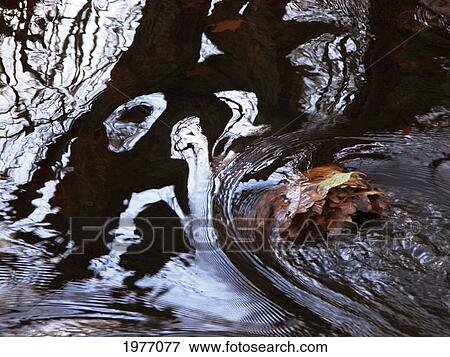 Face To Face, Rhode Island, Bristol, Blithewood, Leaves And Water Reflections. View Large Photo Image Stock Photo - Face To Face, Rhode Island, Bristol, Blithewood, Leaves And Water Reflections.. Fotosearch