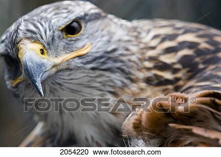 Stock Image - Falcon At Forestry Farm, Saskatoon, Saskatchewan. Fotosearch