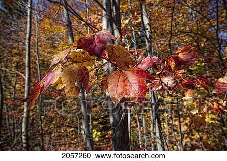 Stock Image - Fall Colors On The Leaves In Killbear Provincial Park, Ontario.. Fotosearch