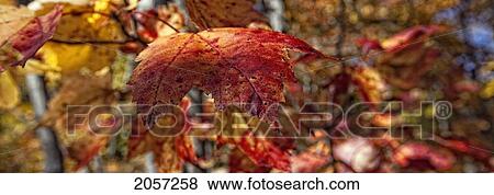 Stock Photo - Fall Colors On The Leaves In Killbear Provincial Park, Ontario.. Fotosearch