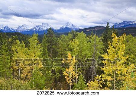 Fall Colours, Aspen And Pine Trees, Jasper National Park, Alberta View Large Photo Image Stock Photography - Fall Colours, Aspen And Pine Trees, Jasper National Park, Alberta. Fotosearch