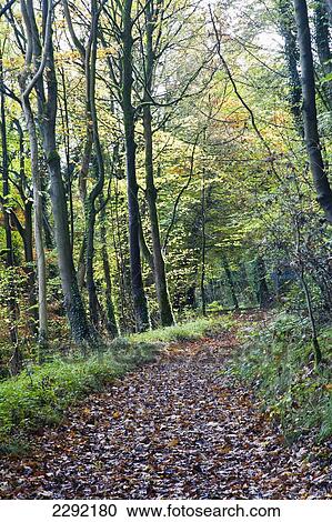 Stock Image - Fallen leaves cover path through forest; Cheedale, Derbyshire, England, UK. Fotosearch